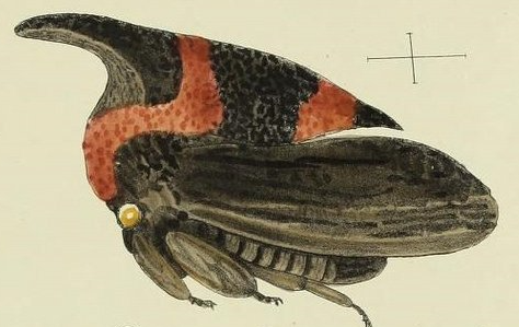 An aphid drawn by George Bowdler Buckton